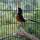 Tentang Burung Murai Batu Kalimantan (Borneo)